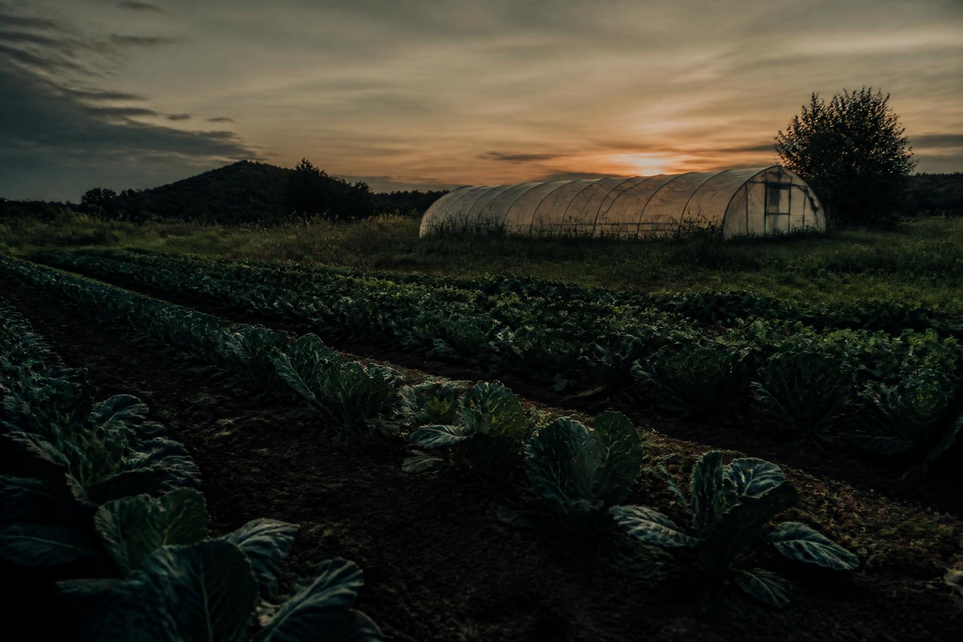 Gemüsereihen auf einem regionalen Feld in der Abenddämmerung